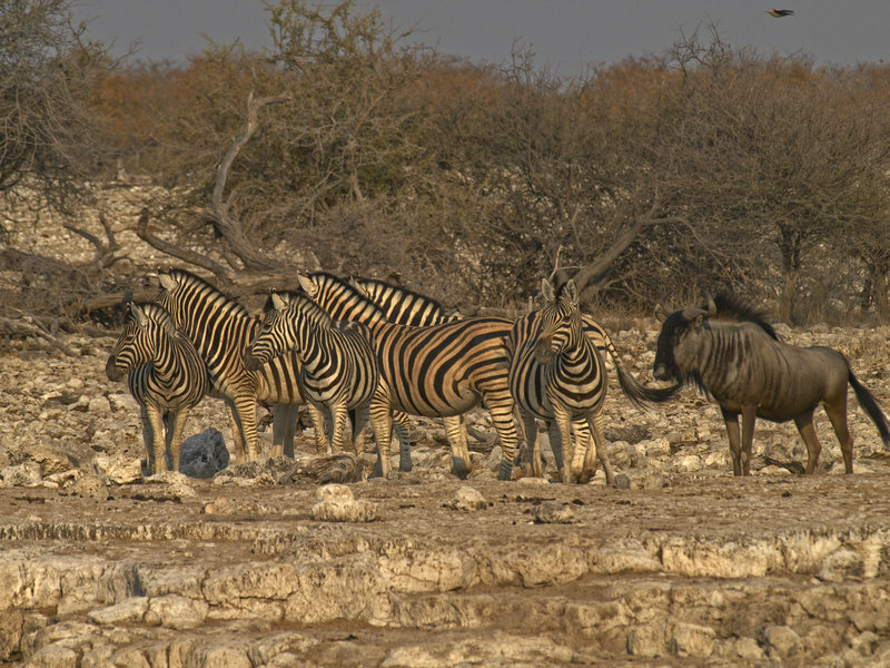 Okaukuejo, Zebra, Gnu